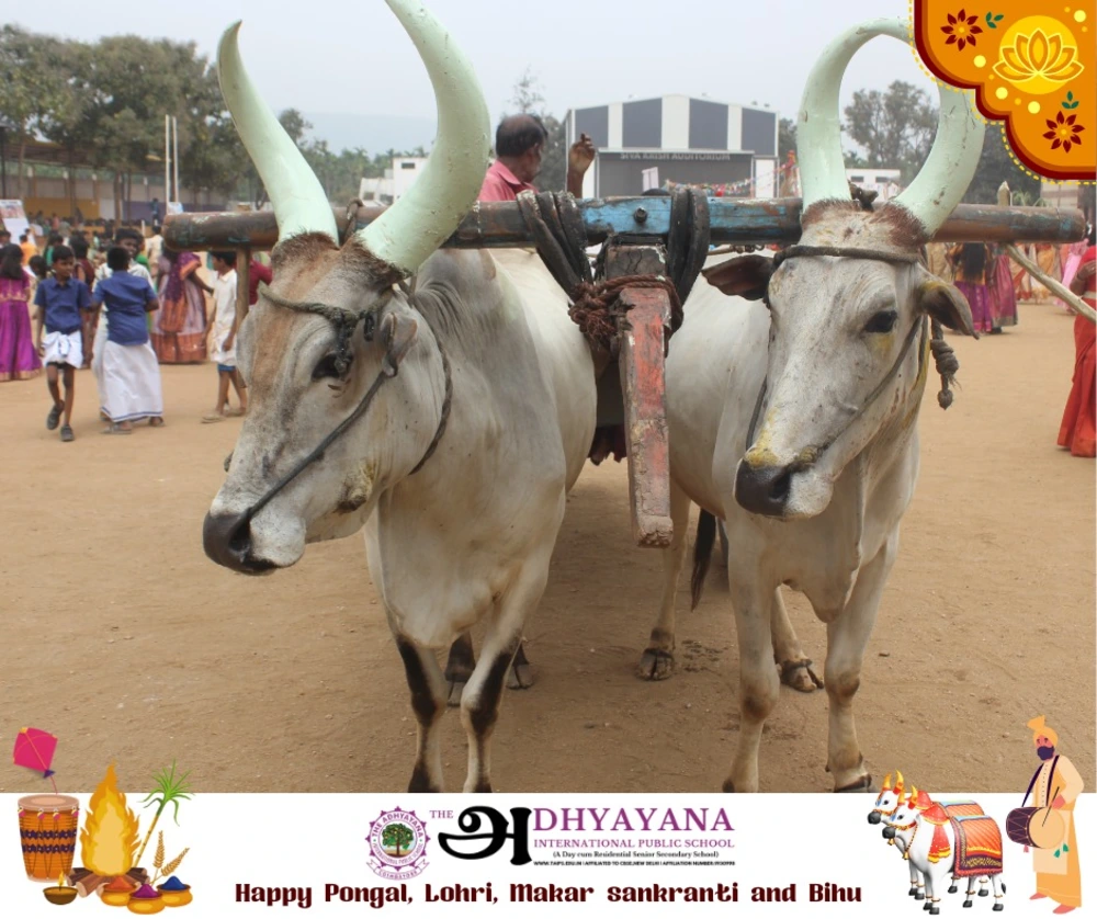 pongal celebration 2025